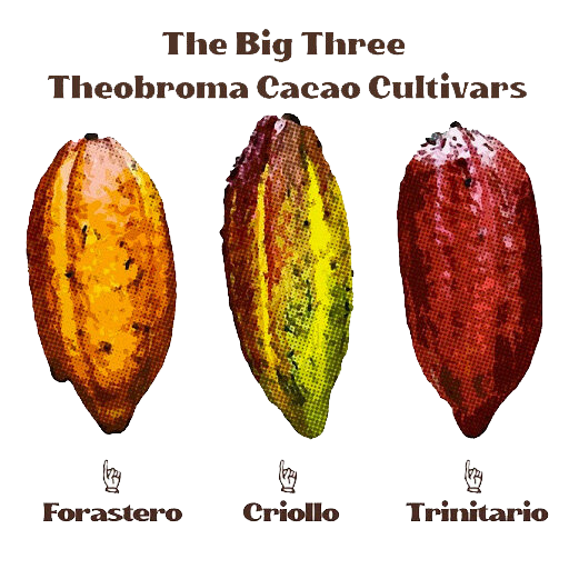 Trzy główne typy owoców kakaowca. Źródło: https://www.oodaalolly.com/blog/2020/7/15/the-three-main-types-of-cacao